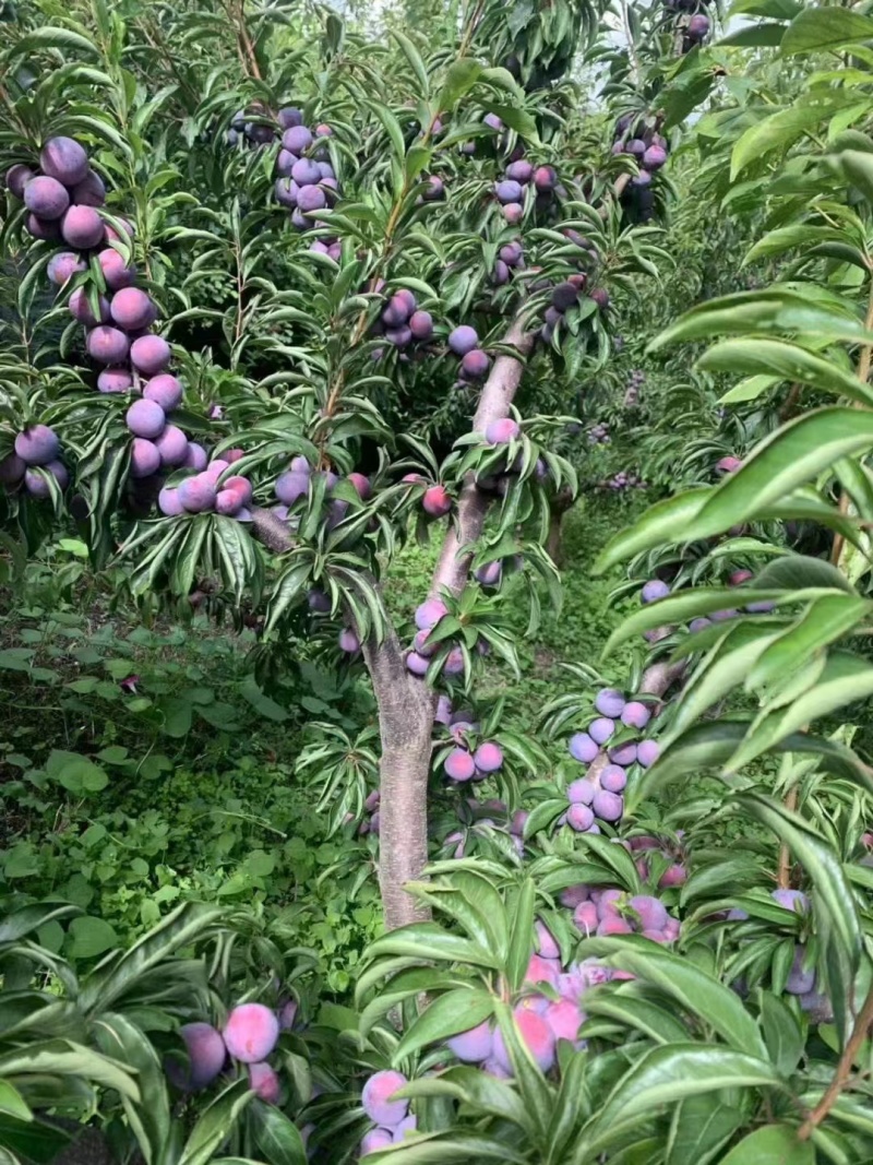 脆红李子和蜂糖李子味道很甜，是脆甜口味的，