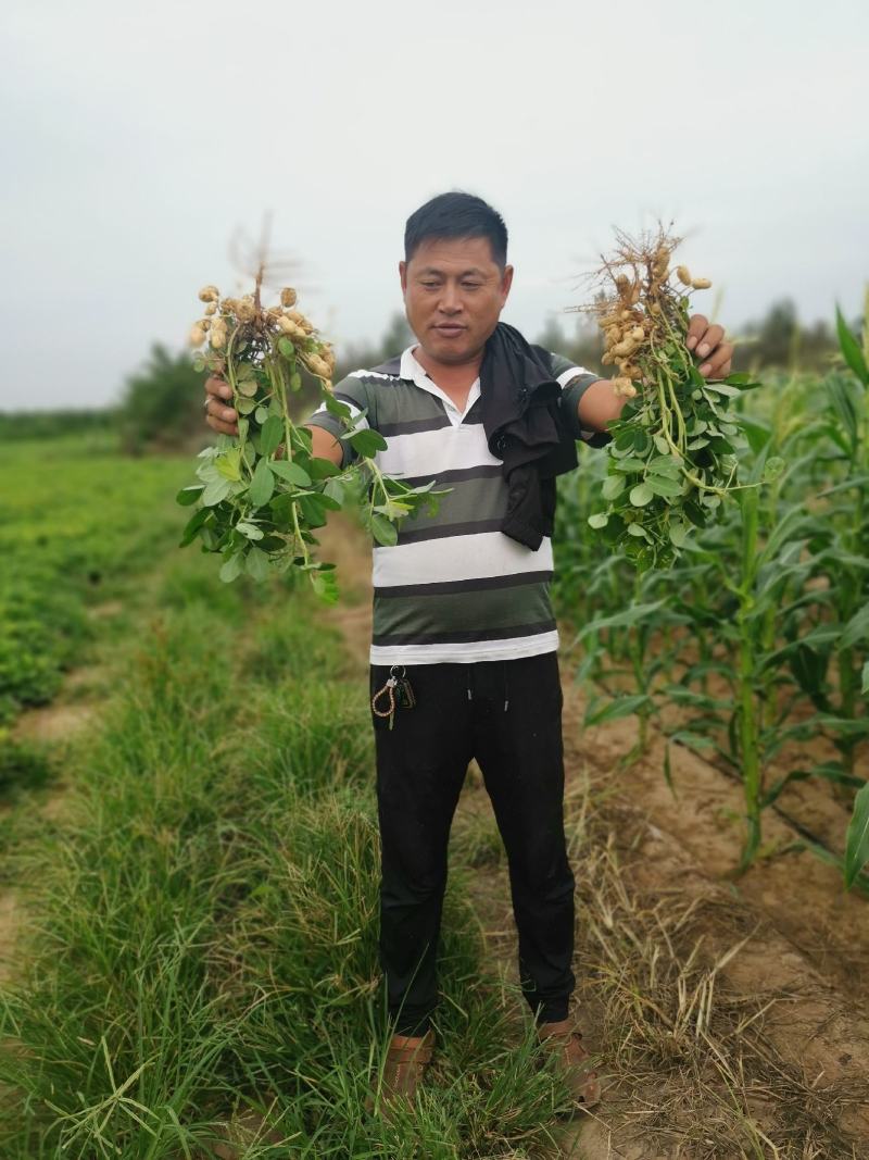 千亩花生，颗粒大，果实饱满，美味可口，面积大，货源充足