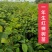 榉树红榉树榉树苗榉树小苗红榉树价格〔批发〕1.5元一棵