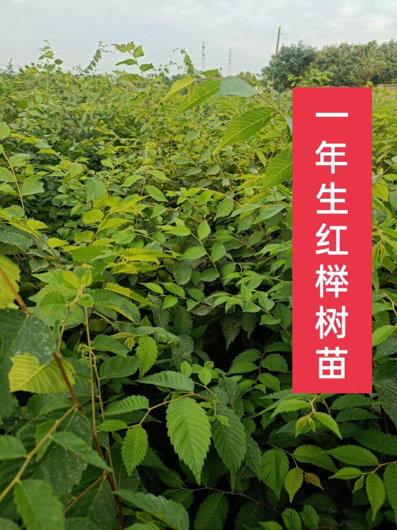 榉树红榉树榉树苗榉树小苗红榉树价格〔批发〕1.5元一棵