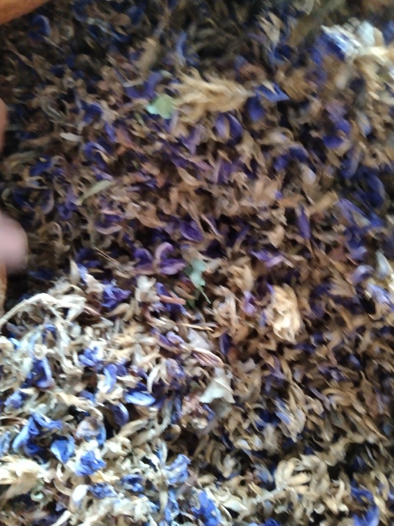 今年新葛花小葛花晒的很干很漂亮可批发可零售