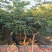 无花果苗波姬红布兰瑞克芭劳奈当年结果果大超甜