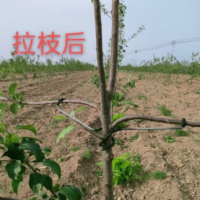 河北永德助改进型拉枝器开角器苹果樱桃梨西梅李子果树