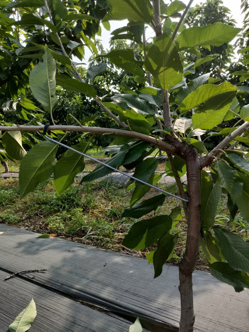 河北永德助改进型拉枝器开角器苹果樱桃梨西梅李子果树