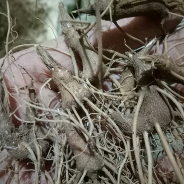 苍术苗