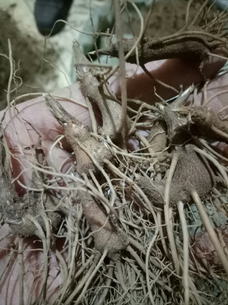苍术苗