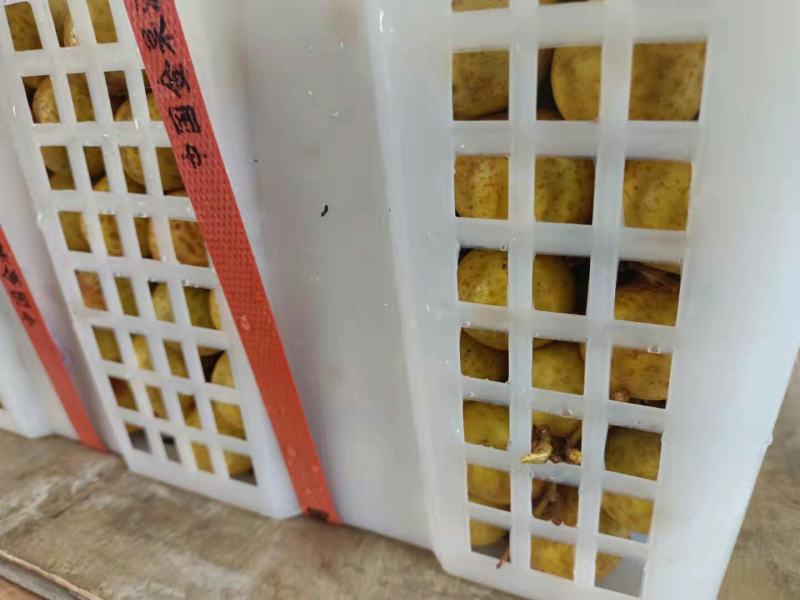 批发【海南石峡龙眼新鲜品】新鲜龙眼多肉多汁甜而不腻
