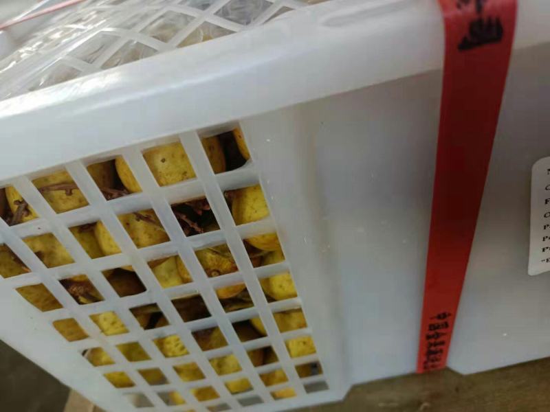 批发【海南石峡龙眼新鲜品】新鲜龙眼多肉多汁甜而不腻