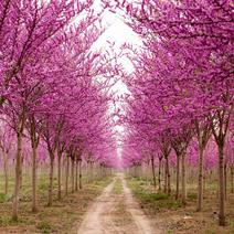 紫荆紫荆，别墅镇宅名贵庭院绿化植物四季风景树