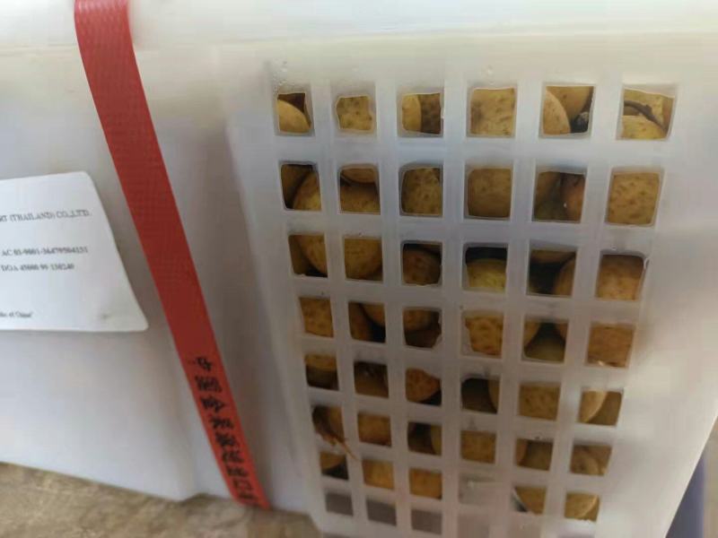 批发【海南石峡龙眼新鲜品】新鲜龙眼多肉多汁甜而不腻