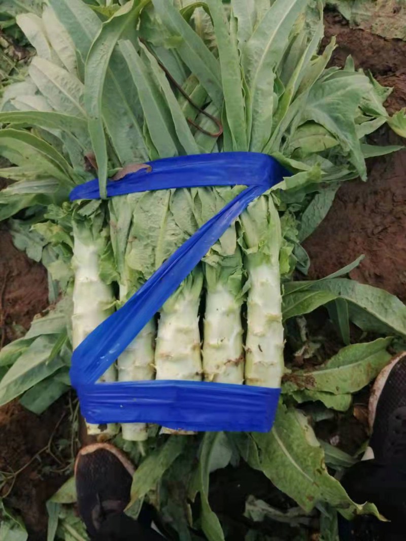 精品红叶莴笋大量上市，货源充足，一手货源