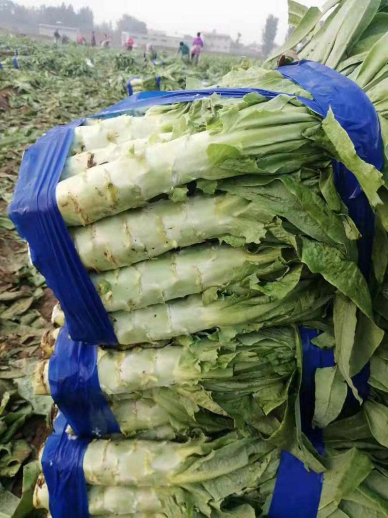 精品红叶莴笋大量上市，货源充足，一手货源
