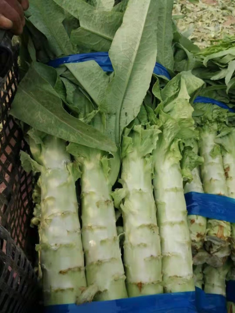 精品红叶莴笋大量上市，货源充足，一手货源
