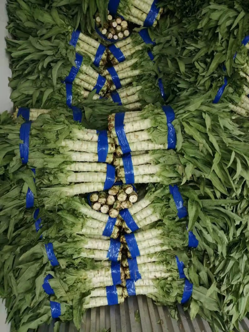 精品红叶莴笋大量上市，货源充足，一手货源