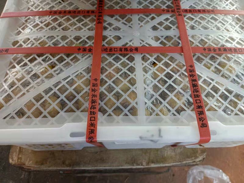 批发【海南石峡龙眼新鲜品】新鲜龙眼多肉多汁甜而不腻