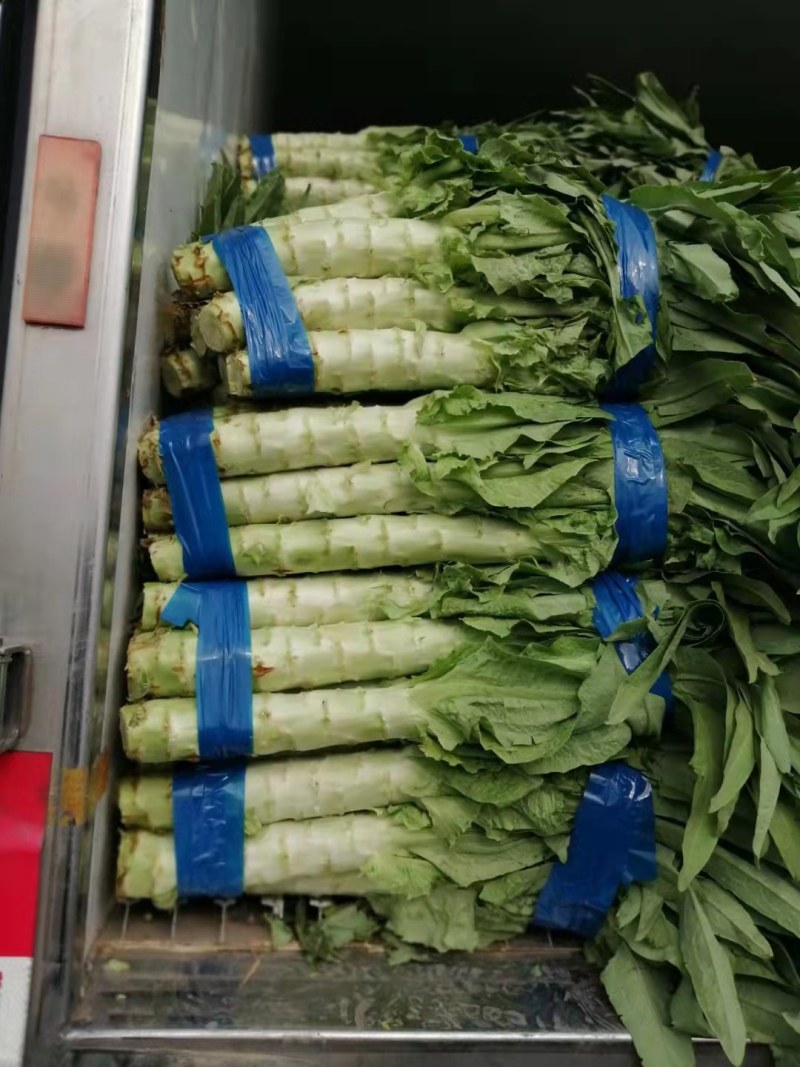 精品红叶莴笋大量上市，货源充足，一手货源