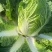 大白菜吉林白菜乾坤91-18白菜，黄包品质保证，