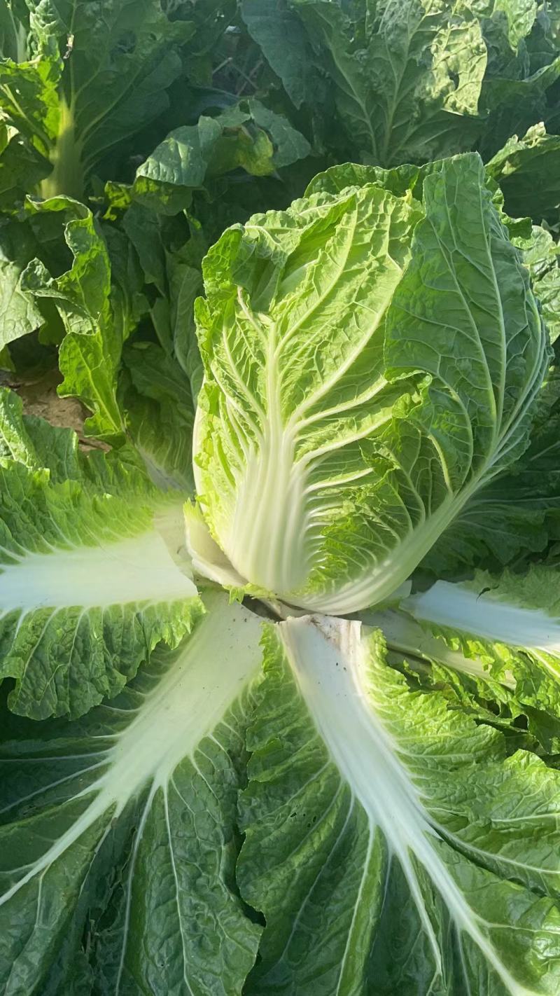 大白菜吉林白菜乾坤91-18白菜，黄包品质保证，