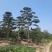 造型黑松—造型油松，地景松，庭园松，迎客松平顶松批发基地