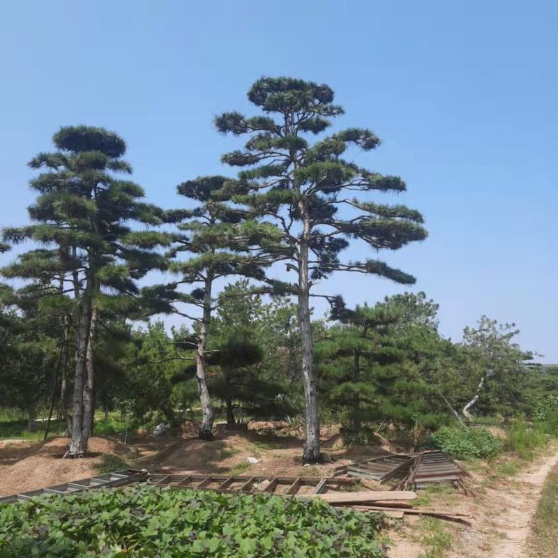 造型黑松—造型油松，地景松，庭园松，迎客松平顶松批发基地