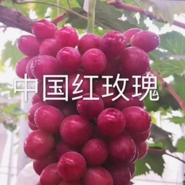 中国红玫瑰葡萄苗山东基地直供保证苗木纯度假一赔万保证质量
