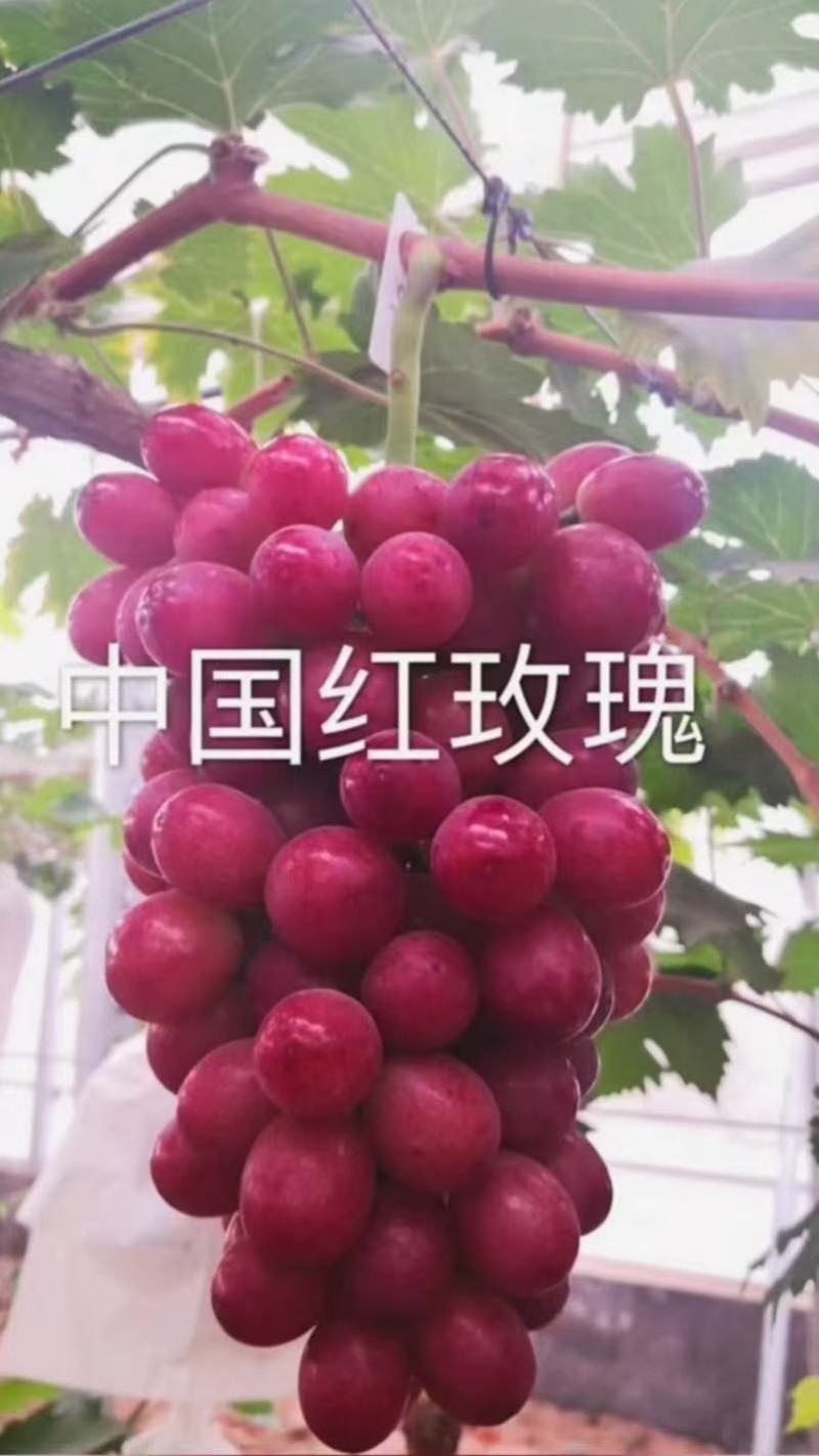 中国红玫瑰葡萄苗山东基地直供保证苗木纯度假一赔万保证质量