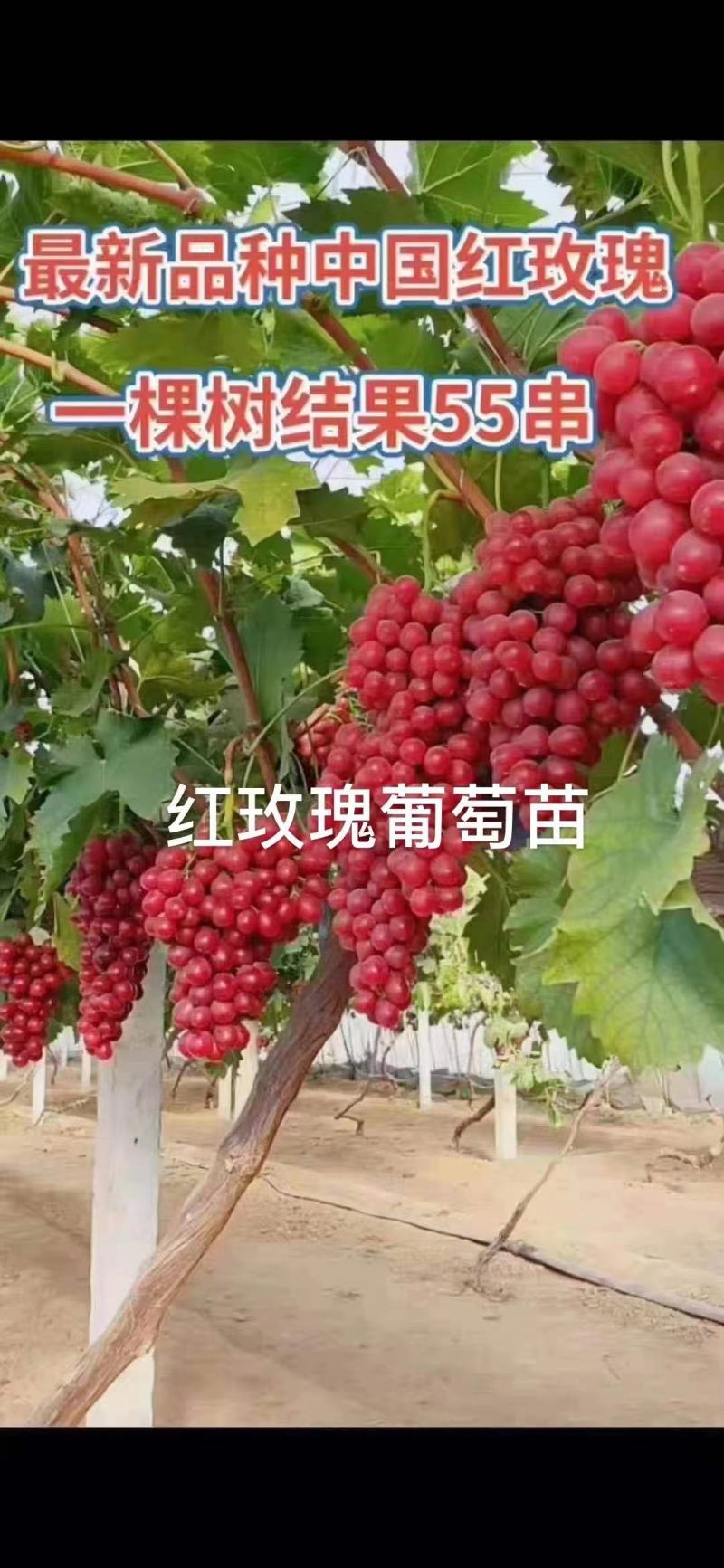 中国红玫瑰葡萄苗山东基地直供保证苗木纯度假一赔万保证质量