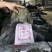 半干20公分海带头:实惠好吃肉感足,1:3泡发