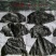 半干20公分海带头:实惠好吃肉感足,1:3泡发