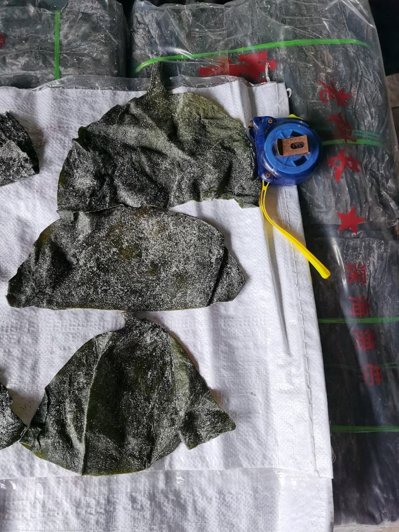 半干20公分海带头：实惠好吃肉感足，1：3泡发