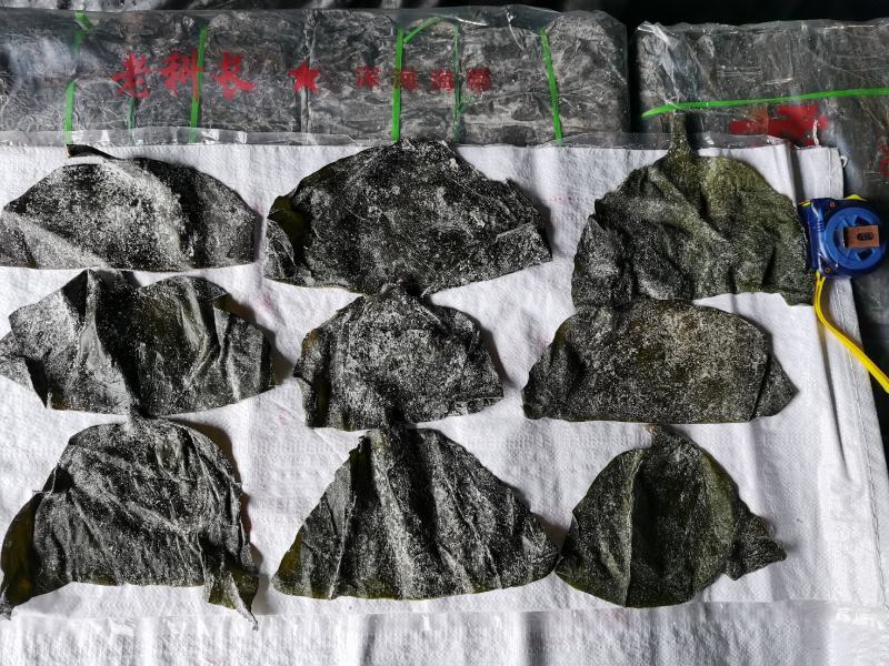 半干20公分海带头：实惠好吃肉感足，1：3泡发