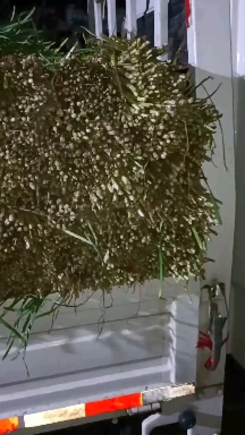 毛韭菜质量杠杠的，欢迎各位老板订货！
