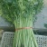 芹菜厂家直销价格优惠