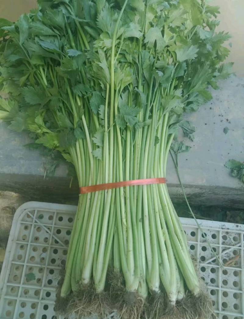 芹菜厂家直销价格优惠