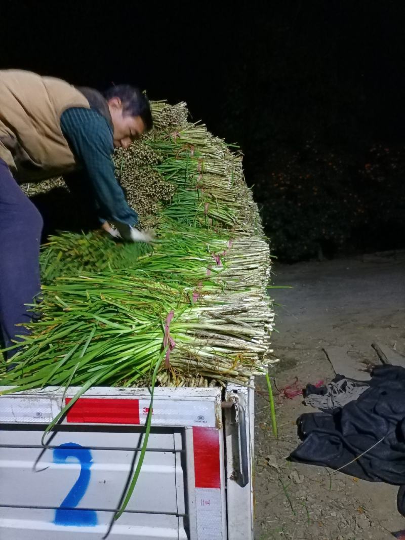平度毛韭菜，高背韭菜，产地直销，质量优，欢迎各位老板砸单