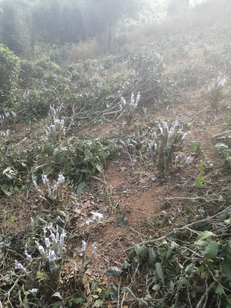 澳洲坚果苗嫁接苗场地直销现挖现发有多种品种