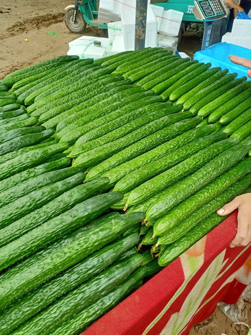 河北黄瓜精品质量发往全国质量保证价格便宜
