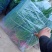 邯郸小葱精品蔬菜。精品质量,诚信经营质量保证