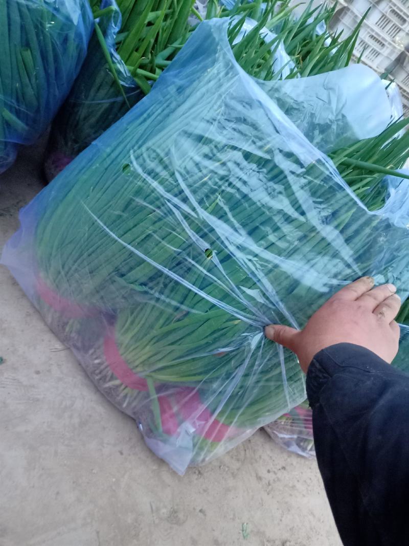 邯郸小葱精品蔬菜。精品质量，诚信经营质量保证