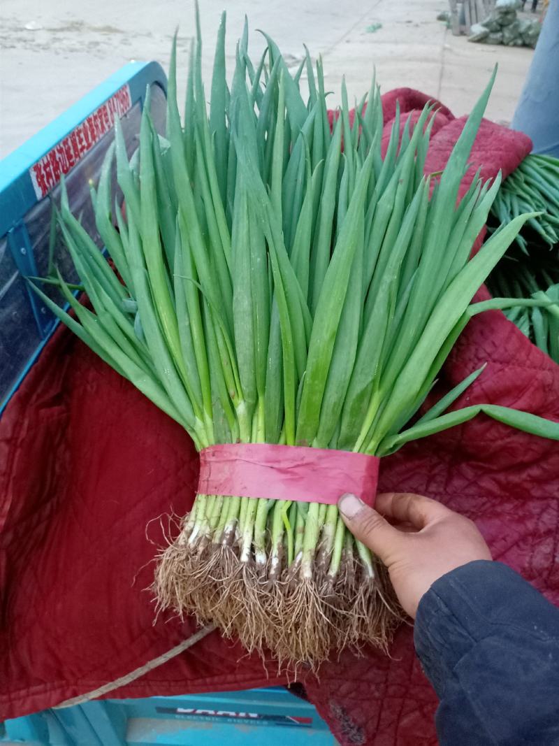 邯郸小葱精品蔬菜。精品质量，诚信经营质量保证