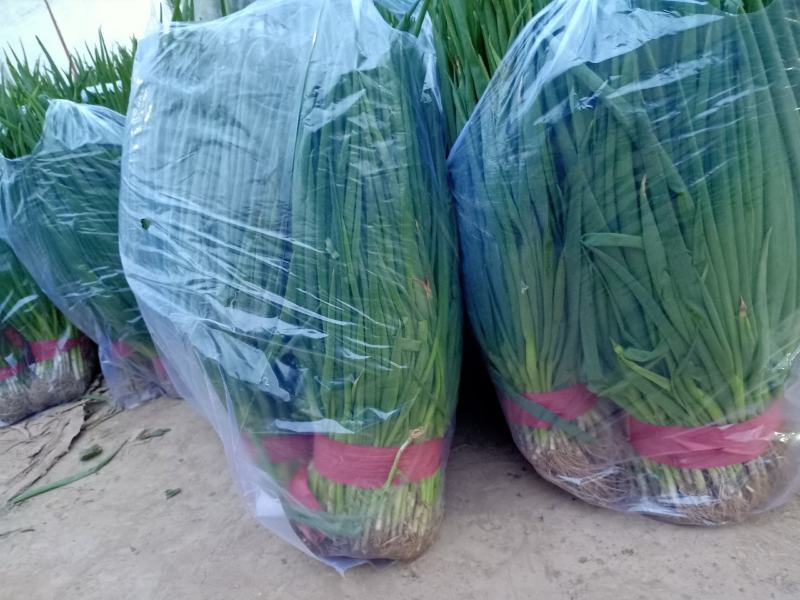 邯郸小葱精品蔬菜。精品质量，诚信经营质量保证