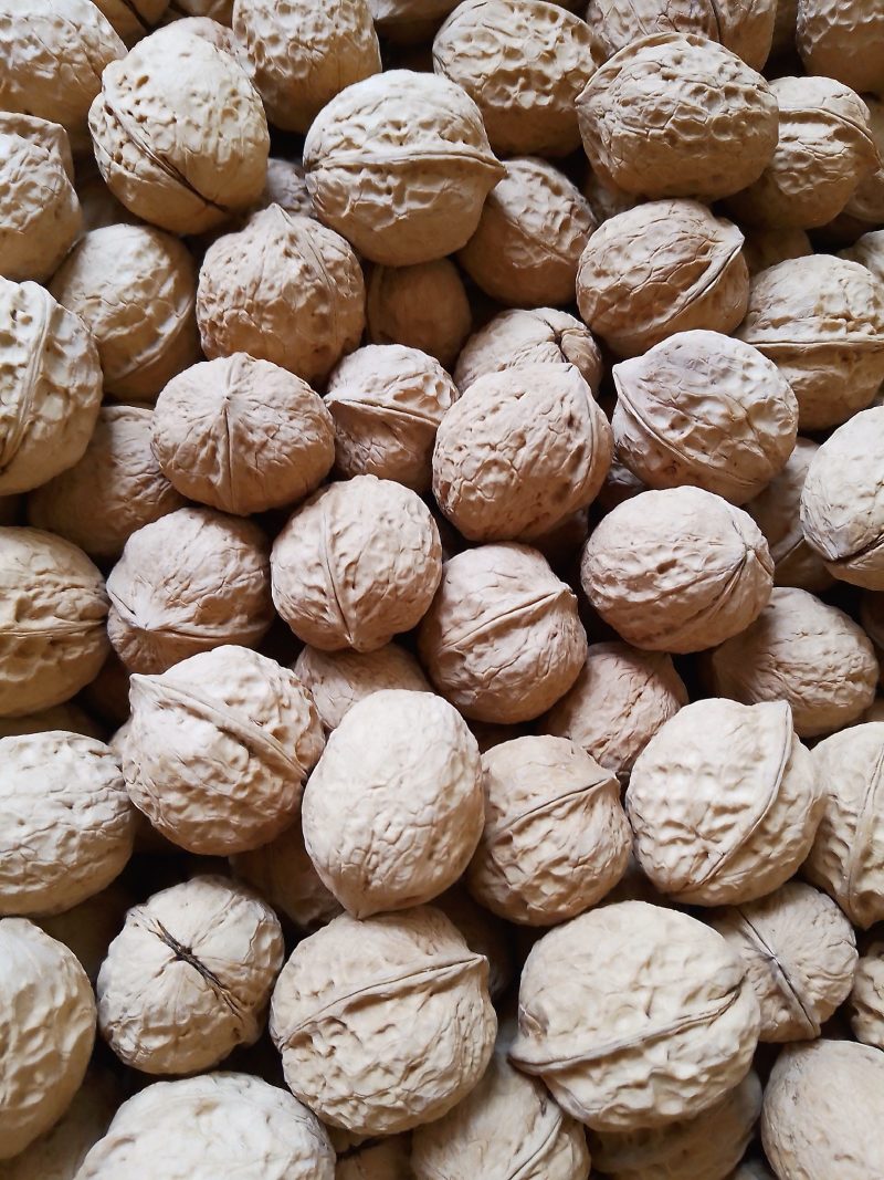 【精品】云南大姚薄皮核桃当年新货，103果