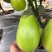 善茄荷包四号茄子种子，果皮油绿光亮,果肉浅绿色