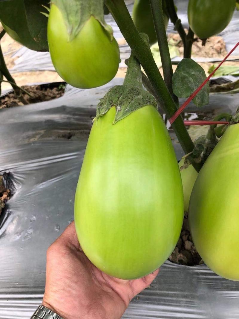 善茄荷包四号茄子种子，果皮油绿光亮,果肉浅绿色