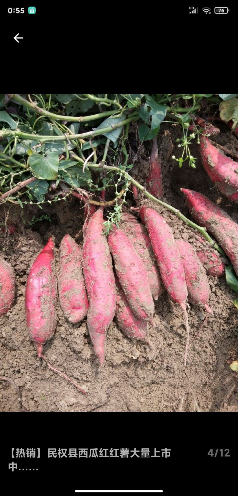 云南红薯西瓜红