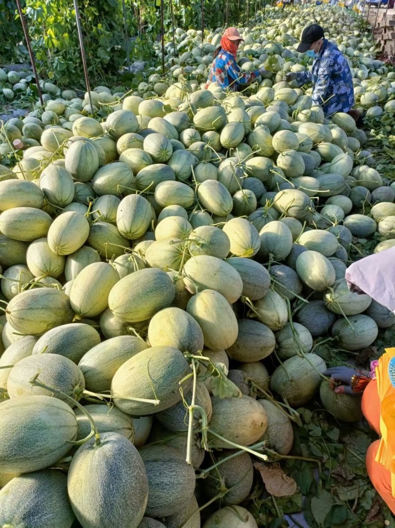 海南哈密瓜高品质一件代发，可发大瓜，产地直供，新鲜现摘。