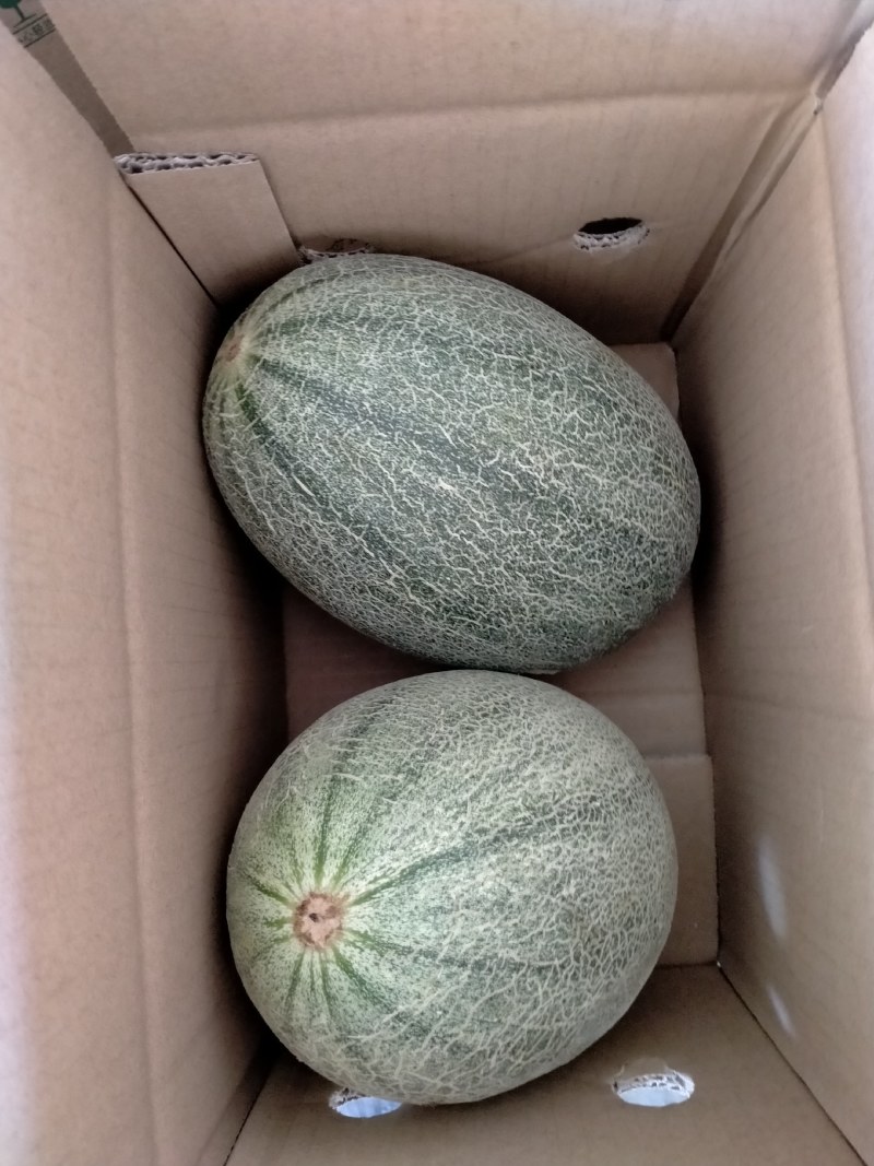 海南哈密瓜高品质一件代发，可发大瓜，产地直供，新鲜现摘。