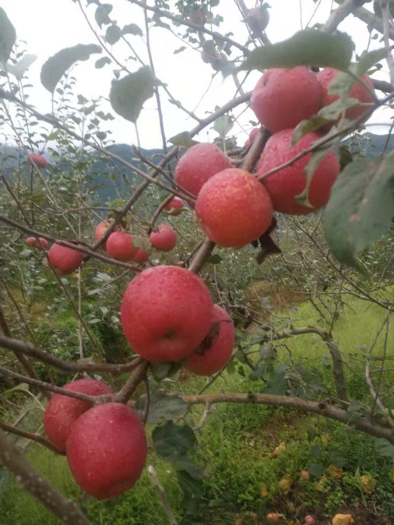 巴适得很高山糖心苹果