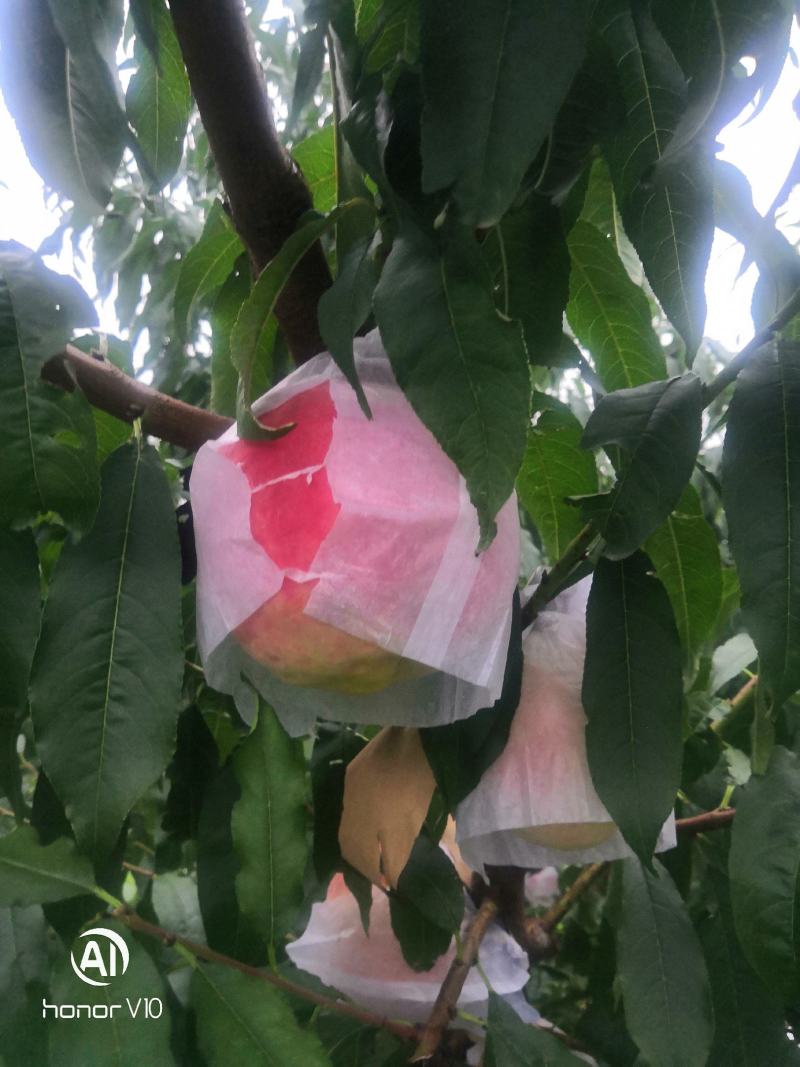 蓬莱仙桃成熟上市了，产地桃园直采直供，**脆晚熟离核大桃