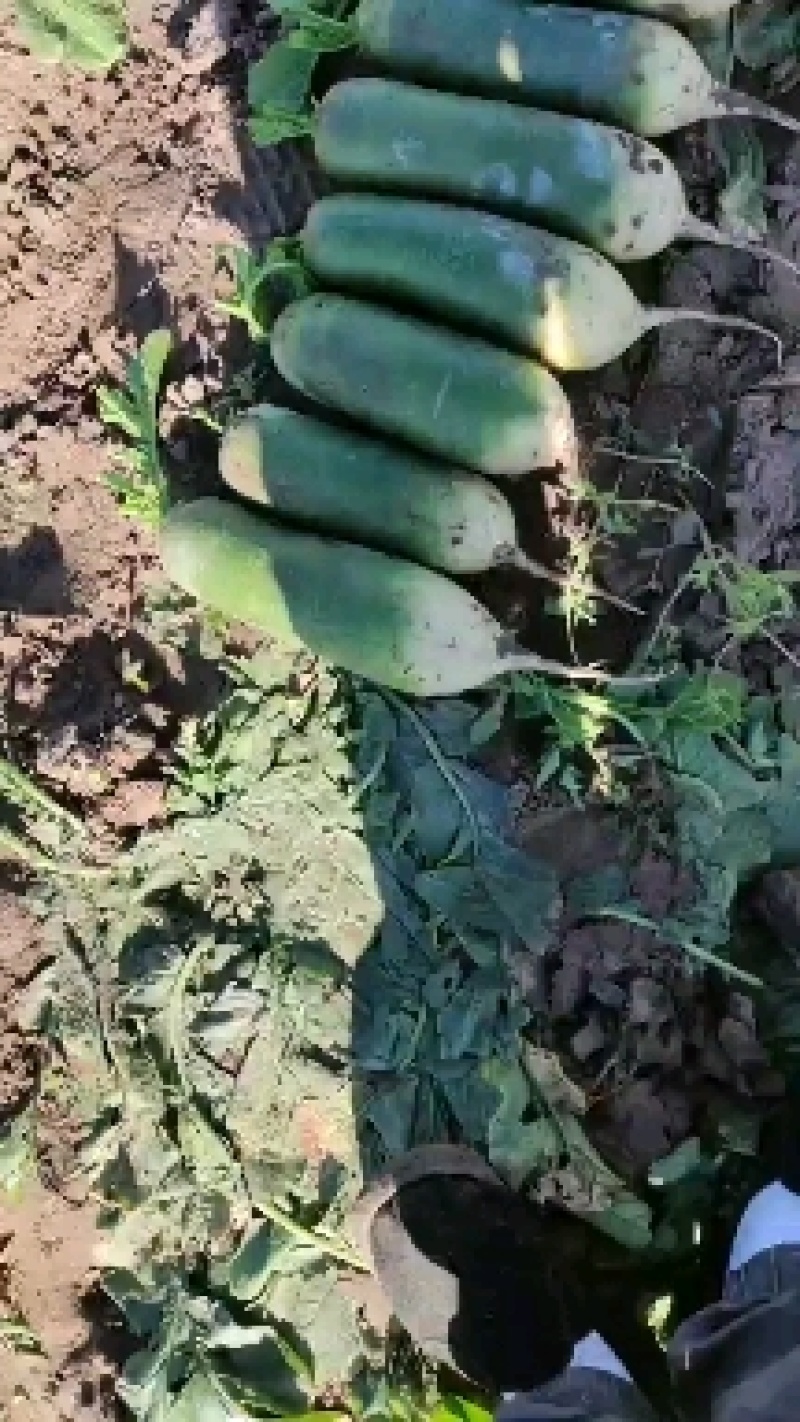 农安县水果萝卜